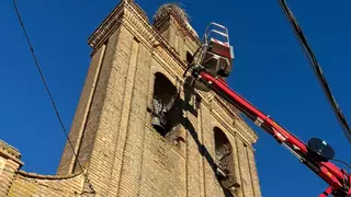 Los bomberos de Toro liberan a una cigüeña "atrapada" en este pueblo de Zamora