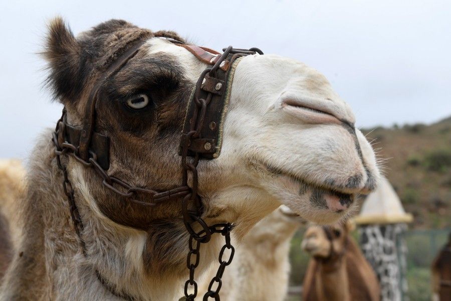 Camellos que este año se han quedado sin cabalgatas