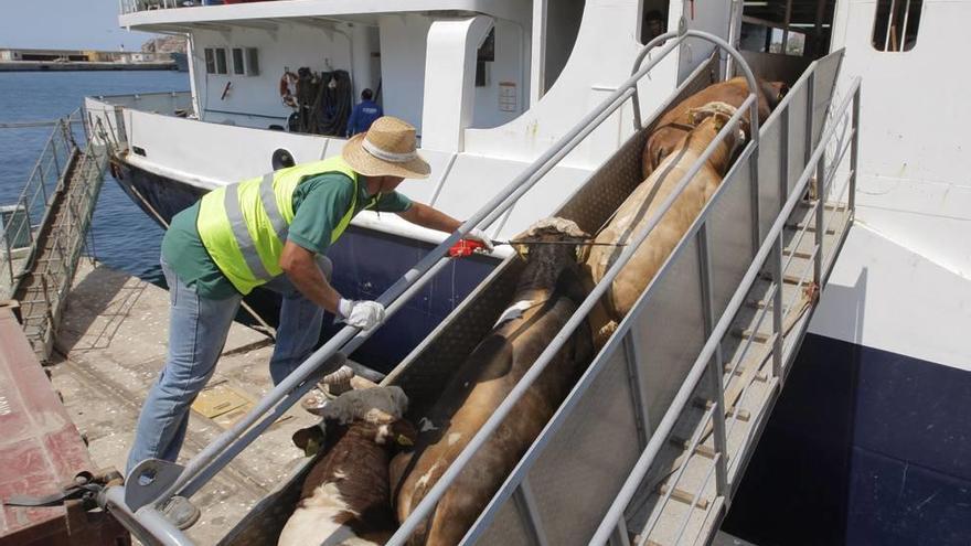 La exportación de ganado desde Cartagena cae este año un 36%