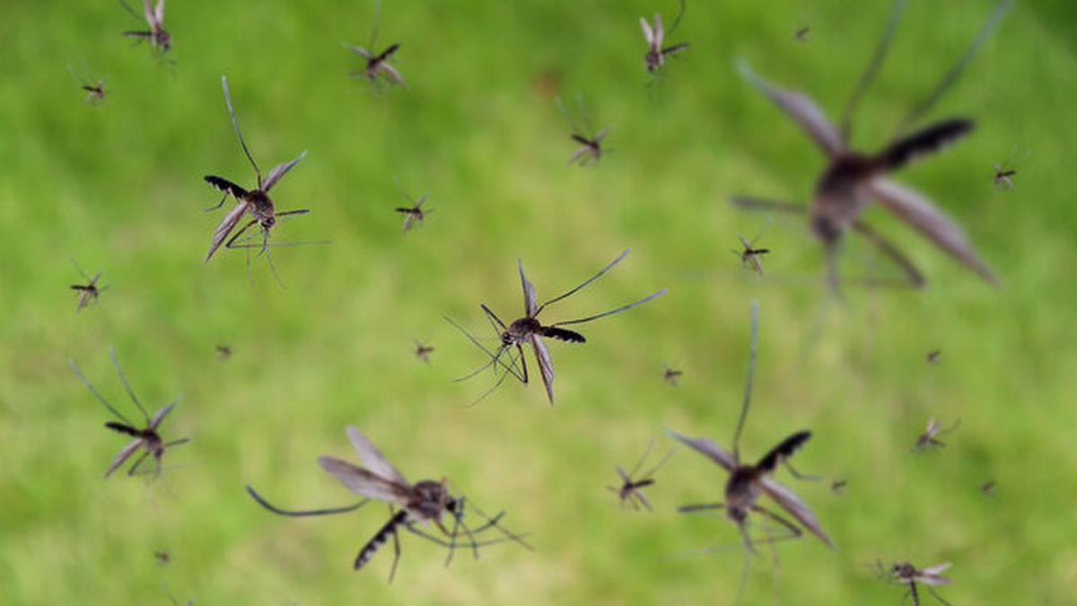 Plaga de mosquitos