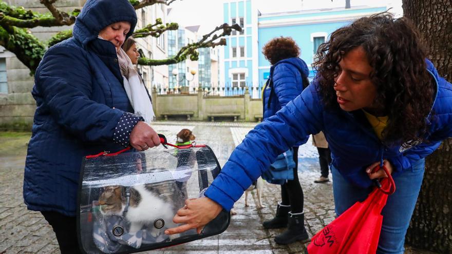 San Antonio Abad reparte buenos deseos para las mascotas de Vilagarcía