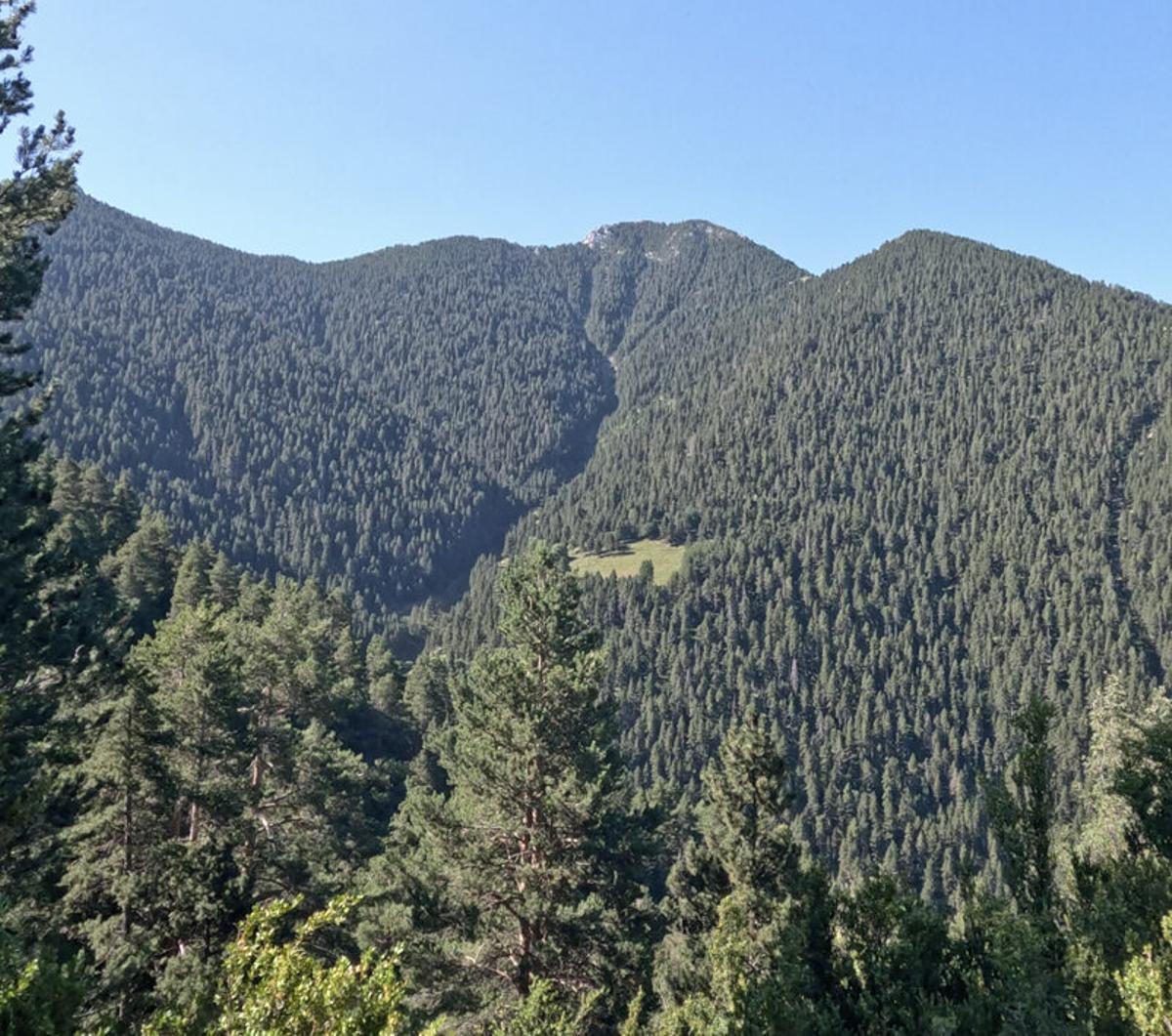 Un entorn forestal objecte de l'estudi