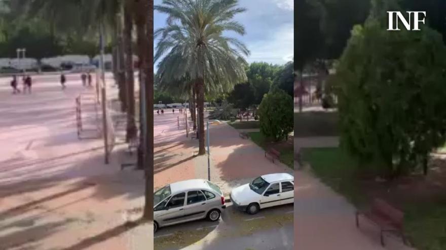 El viento derriba otra palmera en el parque La Ocarasa de Orihuela