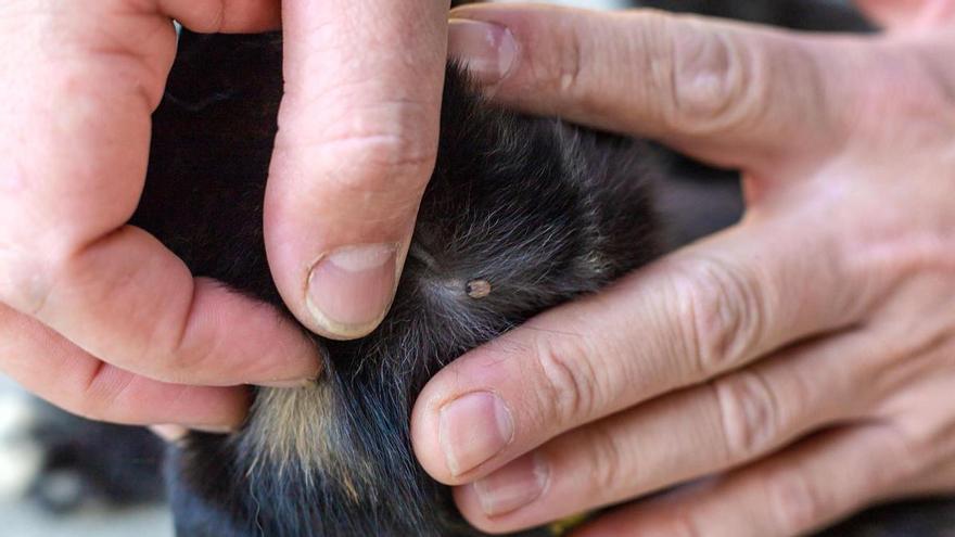 La primavera activa la alerta por garrapatas: cómo proteger a las mascotas
