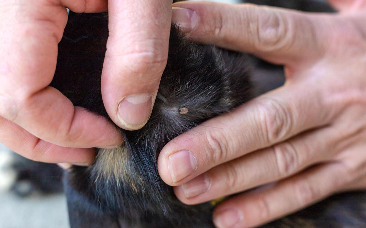 La primavera activa la alerta por garrapatas: cómo proteger a las mascotas