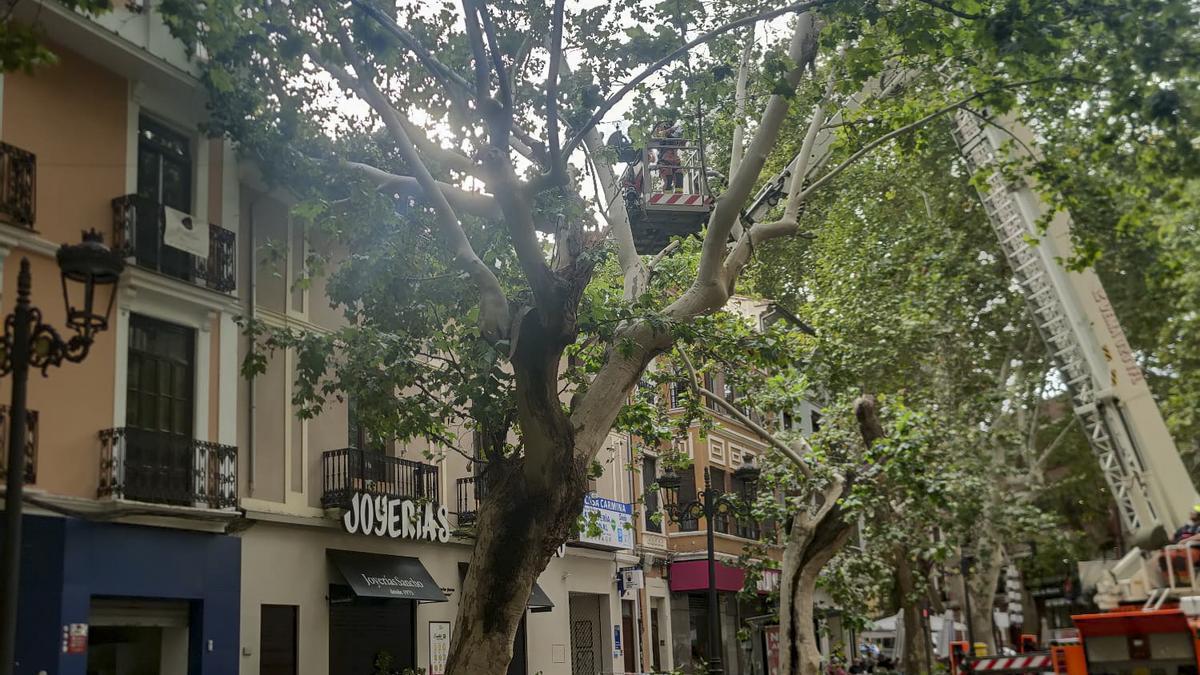 El viento causa que una rama de grandes dimensiones caiga en una fachada en Xàtiva