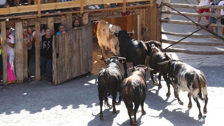 Fermoselle quiere recuperar los encierros a caballo