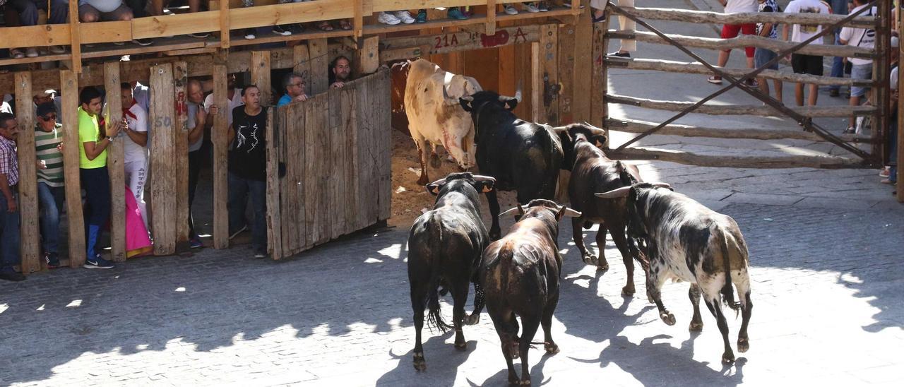 Los toros en la plaza de Fermoselle durante los encierros