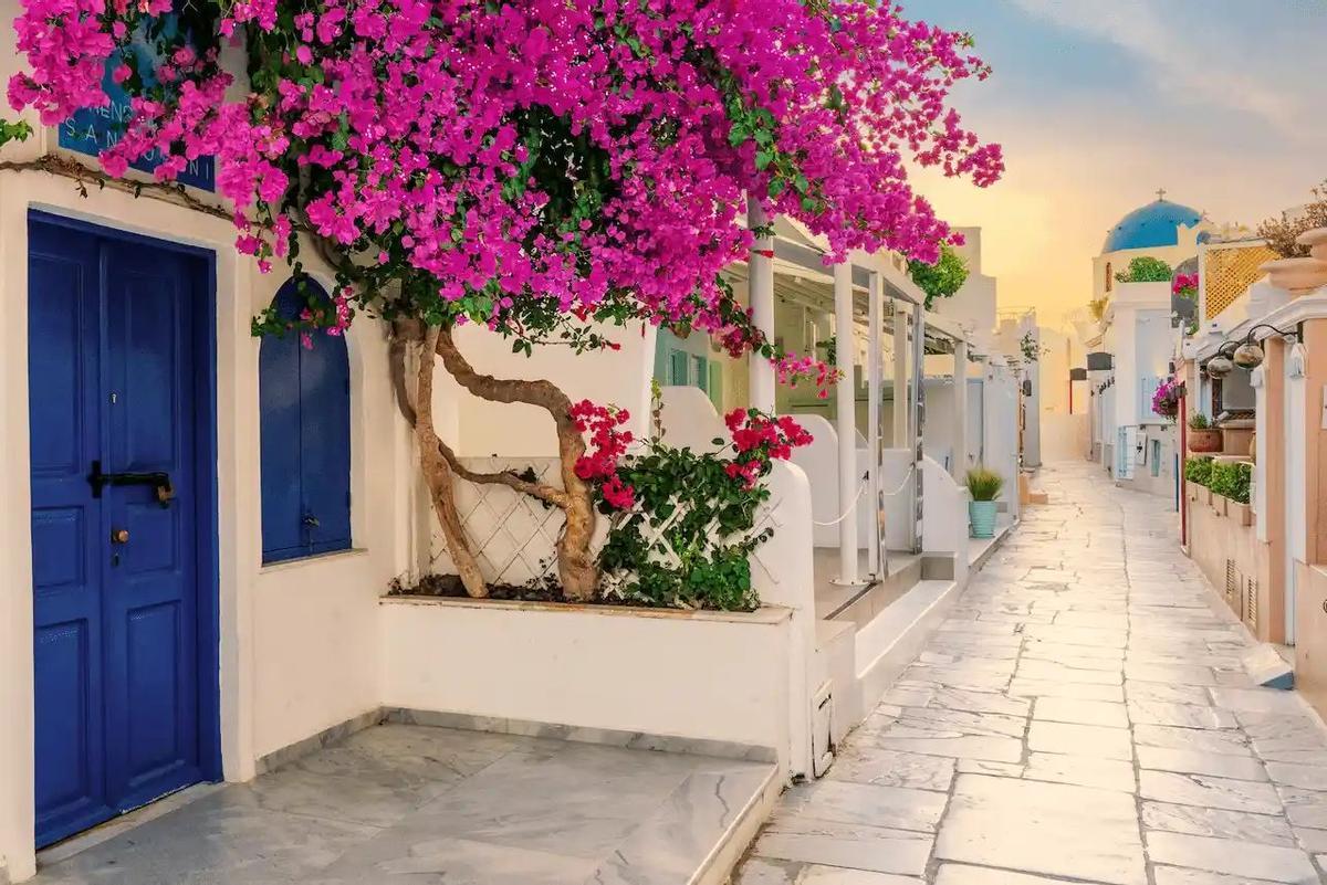 Una bugambilia en la calle principal de Oia, en Santorini (Grecia).