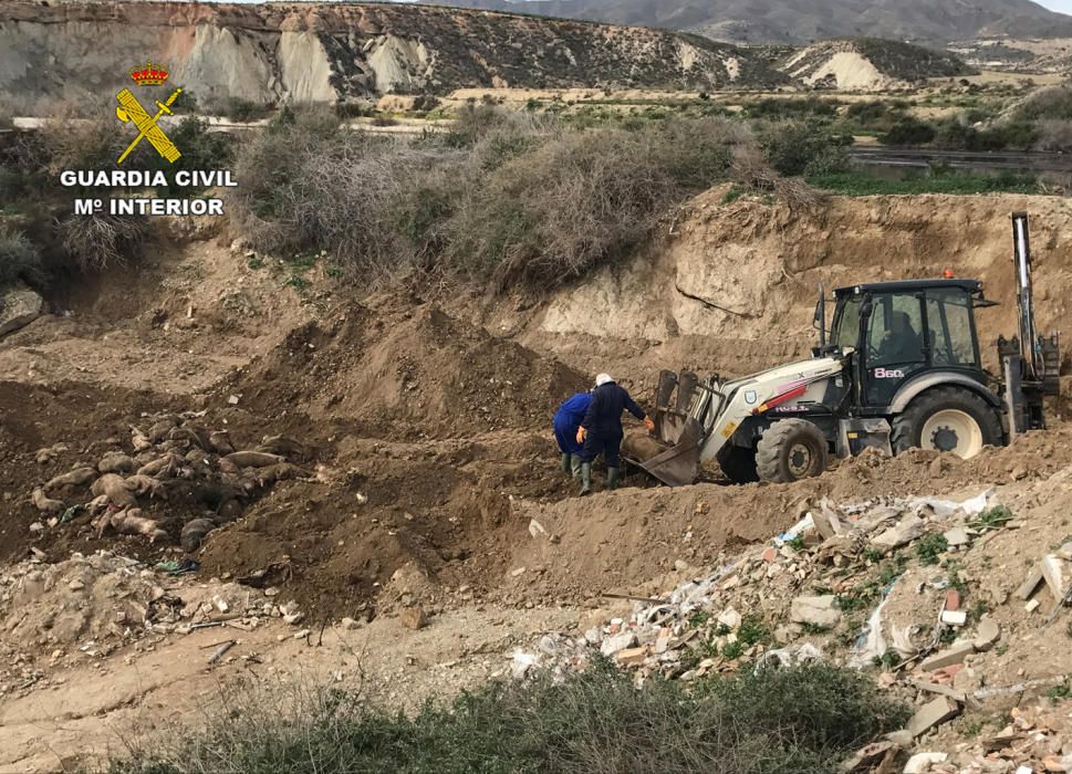 Investigados dos responsables de una granja en Mazarrón por dejar un centenar de cadáveres de cerdos a la intemperie