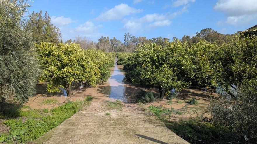El temporal causa ya problemas de estocaje en los almacenes de cítricos de La Vega