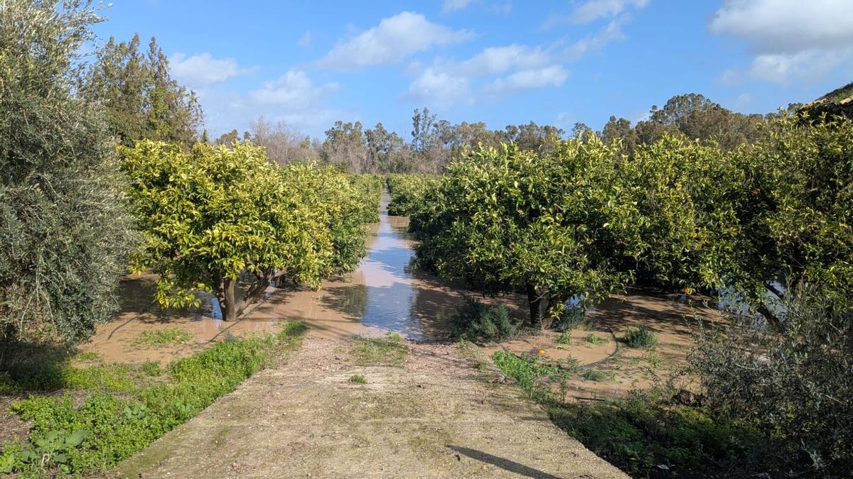 Huerta de naranjos inundada en la zona de La Graja, en Palma del Río.