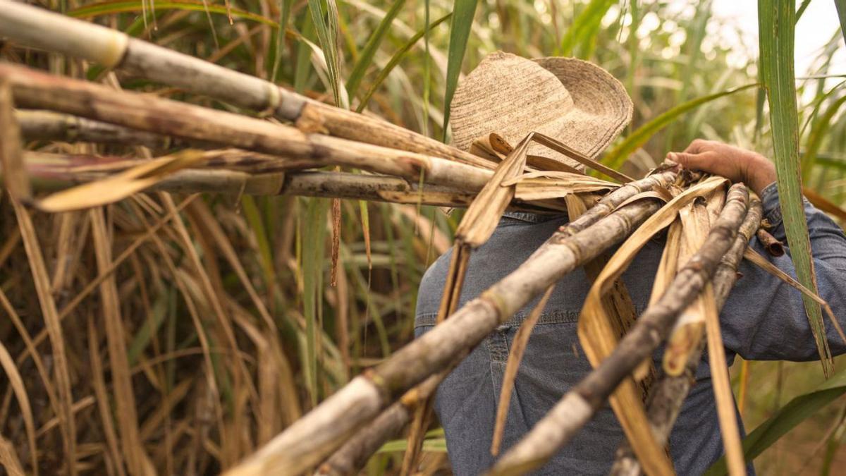 La Hacienda San Isidro cuenta con dos mil hectáreas de plantación de caña de azúcar.