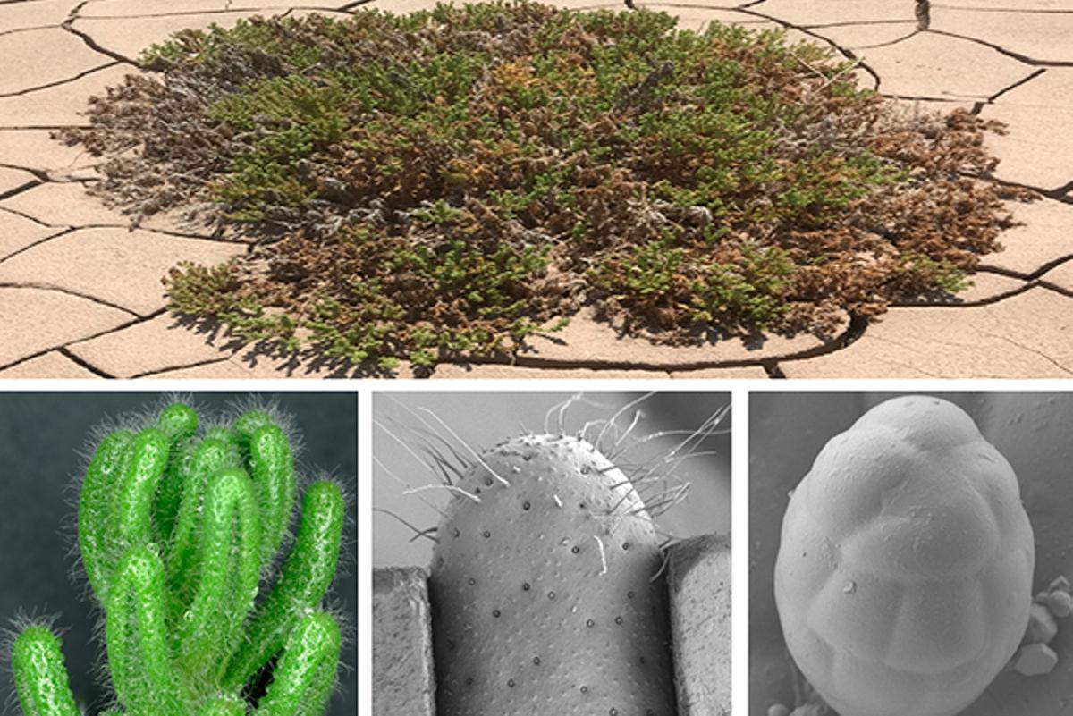 Nolana mollis, una planta arbustiva de la familia de las solanáceas (la misma de los tomates, patatas o berenjenas)