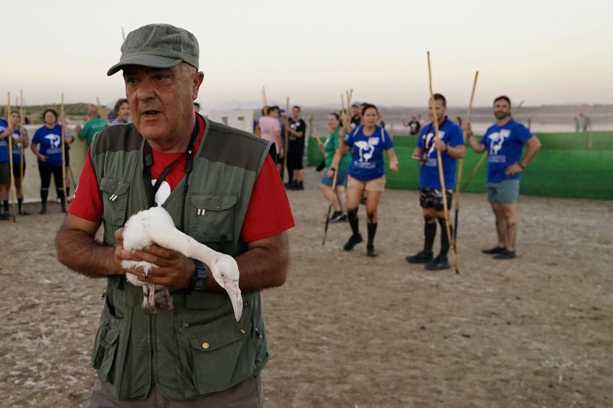Mas de 400 voluntarios asisten al anillamiento de pollos de flamencos en la Laguna de Fuente de Piedra