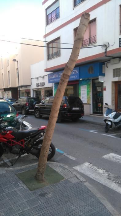 Poda de árboles en Ibiza