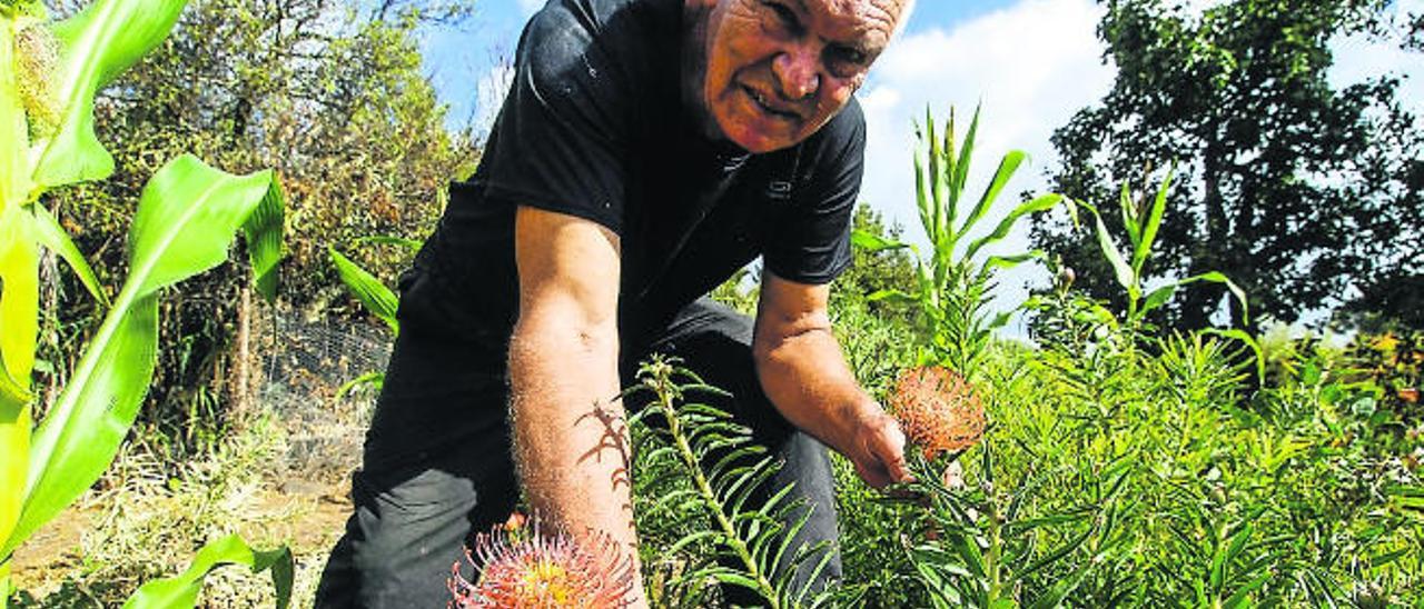 El floricultor Alfonso Mayor en su finca de proteas que van destinadas al mercado holandés.