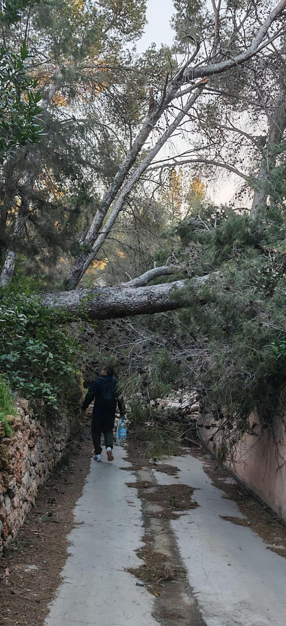 Uno de los pinos caídos en es Cubells