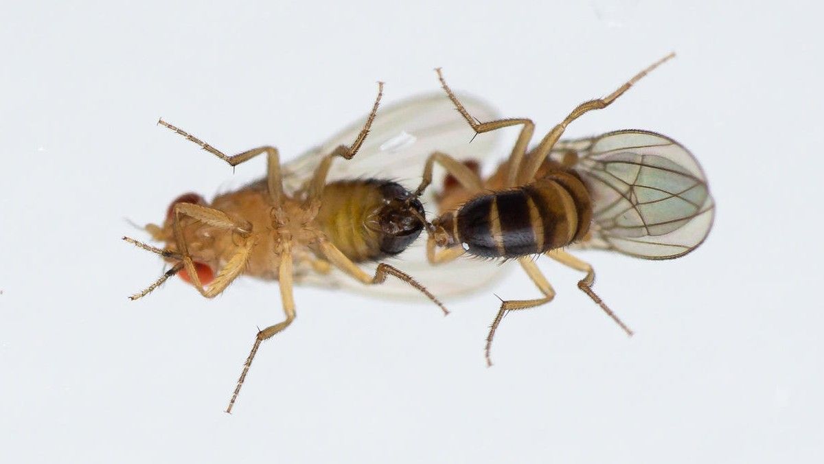Dos machos de mosca de la especie 'D. melanogaster' intentan aparearse tras estar expuestos a altas concentraciones de ozono.