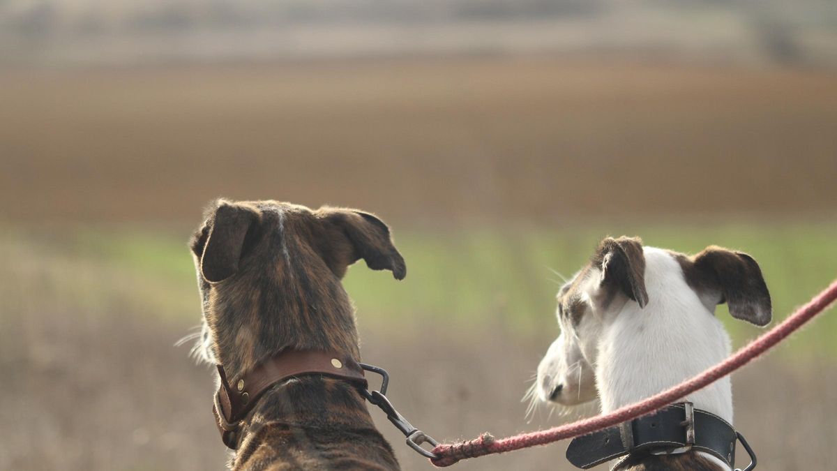 Dos galgos en el campo