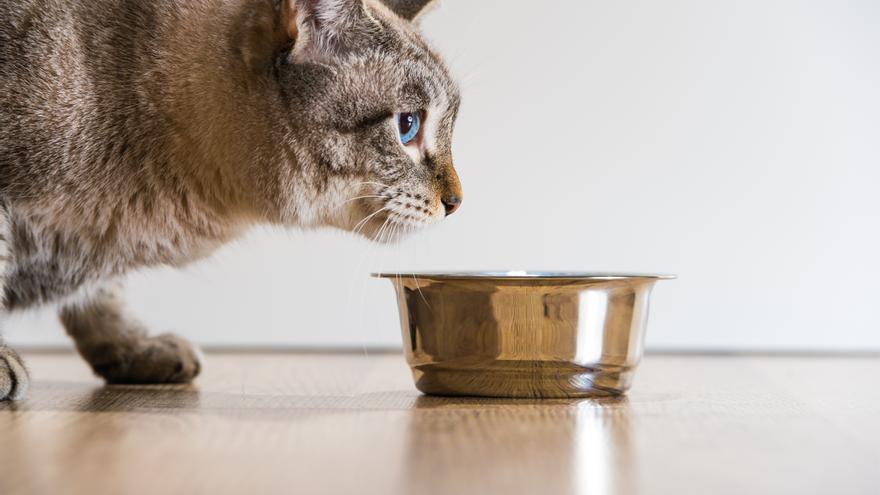 Los 10 alimentos que no tienes que dar a tu gato bajo ninguna circunstancia