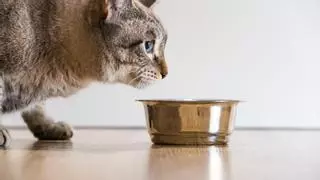 Los 10 alimentos más tóxicos para tu gato que no tienes que darle bajo ninguna circunstancia