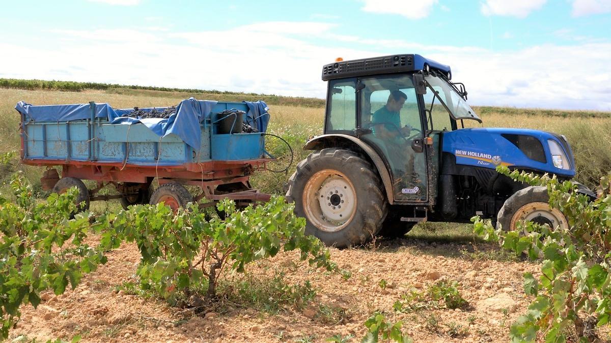 Su orgullo son los 100 agricultores que trabajan las 1.150 hectáreas, siendo el pulmón de la bodega.