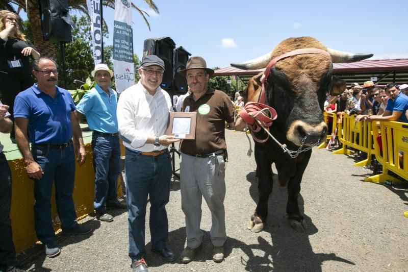 26.05.18. Bañaderos, Arucas. Feria de Ganado Selecto de Gran Canaria. Granja del Cabildo de GC..  Foto Quique Curbelo  | 27/05/2018 | Fotógrafo: Quique Curbelo