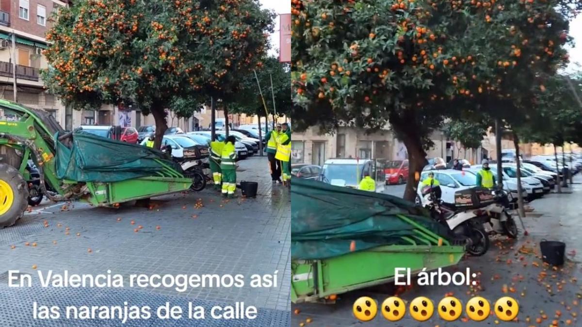 La curiosa forma de recoger las naranjas de las calles de València se vuelve viral en TikTok.