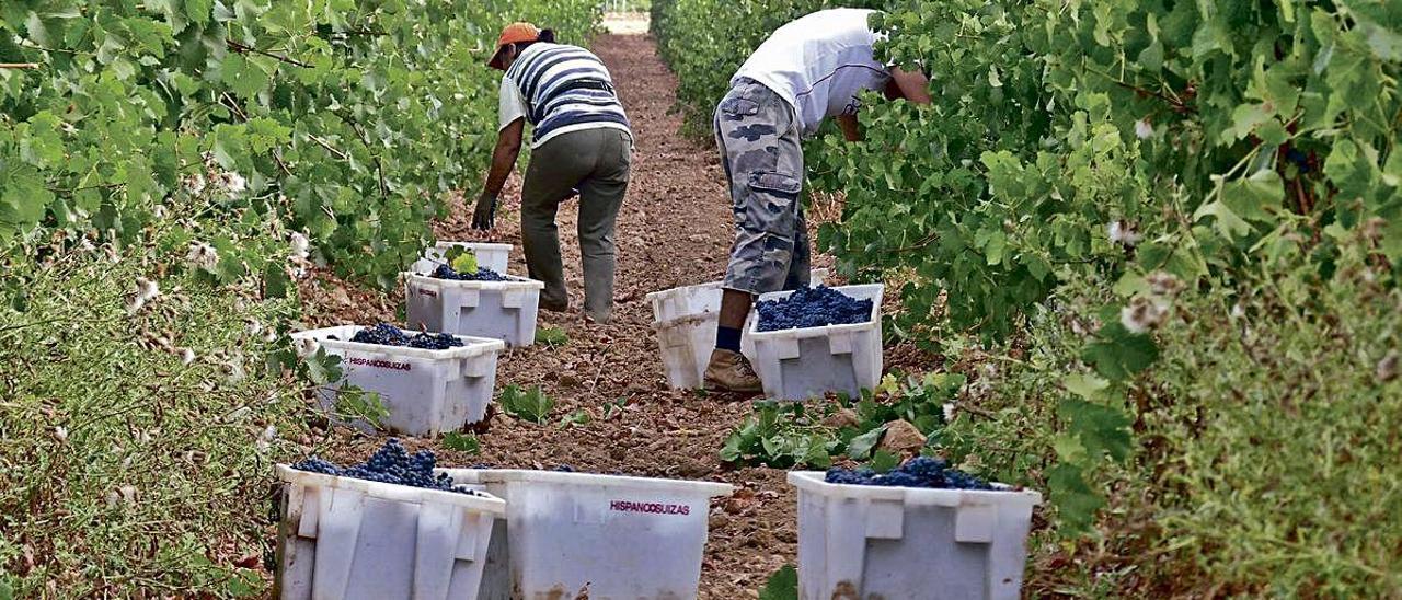 El Consell controlará vía satélite las ayudas agrarias de la UE en 126 municipios de la C. Valenciana