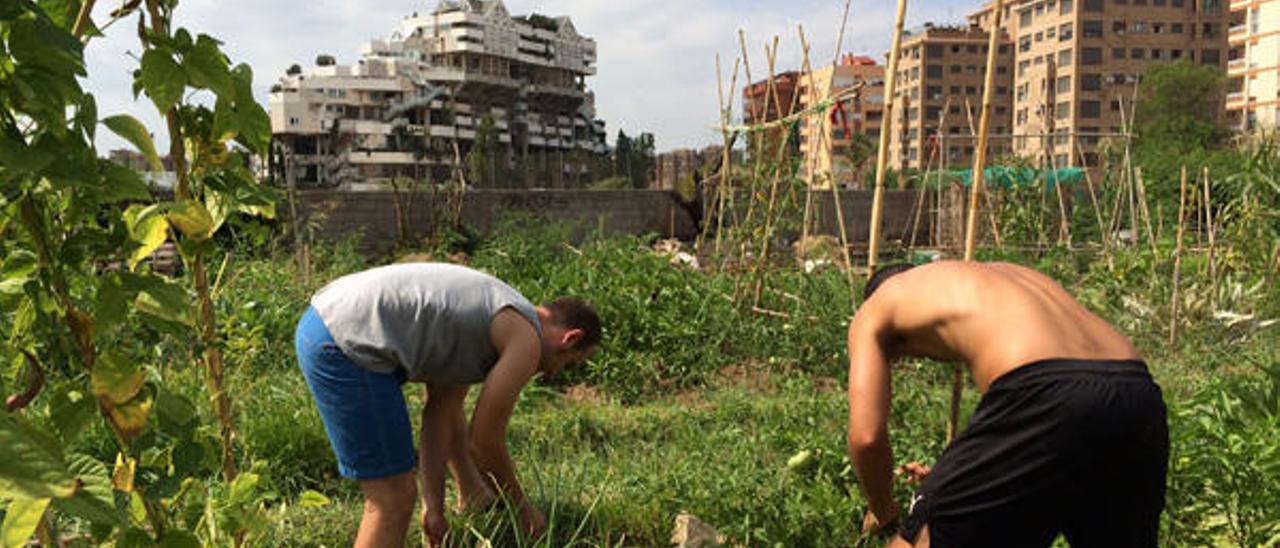 Los mercados agrícolas regresan a las urbes