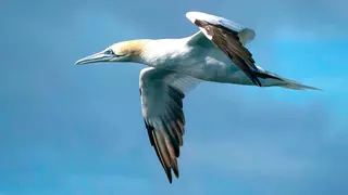 Ancorar as plumas
