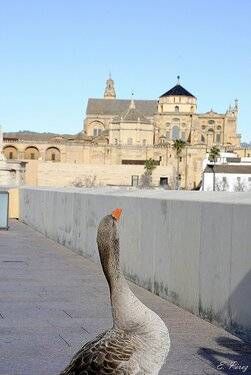 Así ven los lectores la Mezquita premiada