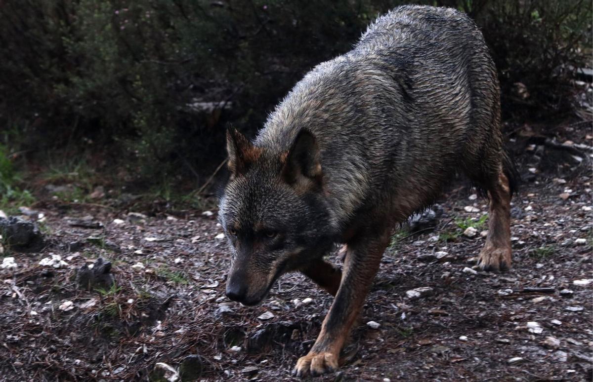 Un ejemplar de lobo ibérico.