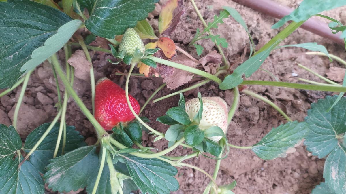 Detalle de las fresas que sembró Florencio en la parcela.