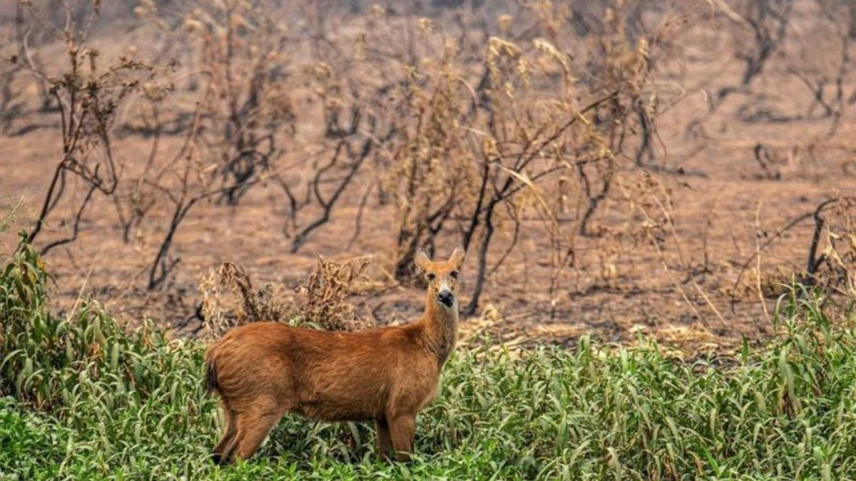 brasil-daos-ambientales-amazonia