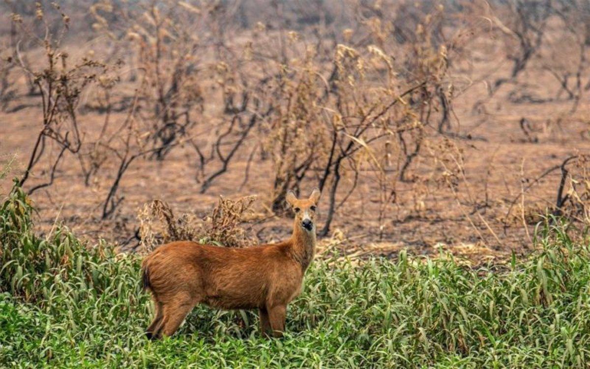 brasil-daos-ambientales-amazonia