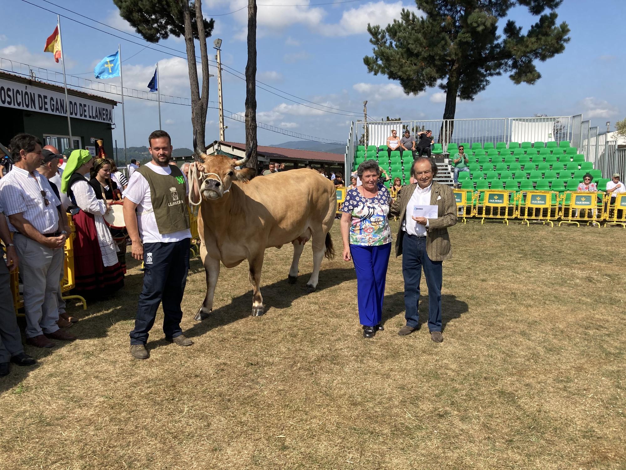 El concurso de ganado de Llanera fue todo un éxito: aquí tienes algunas de las reses ganadoras