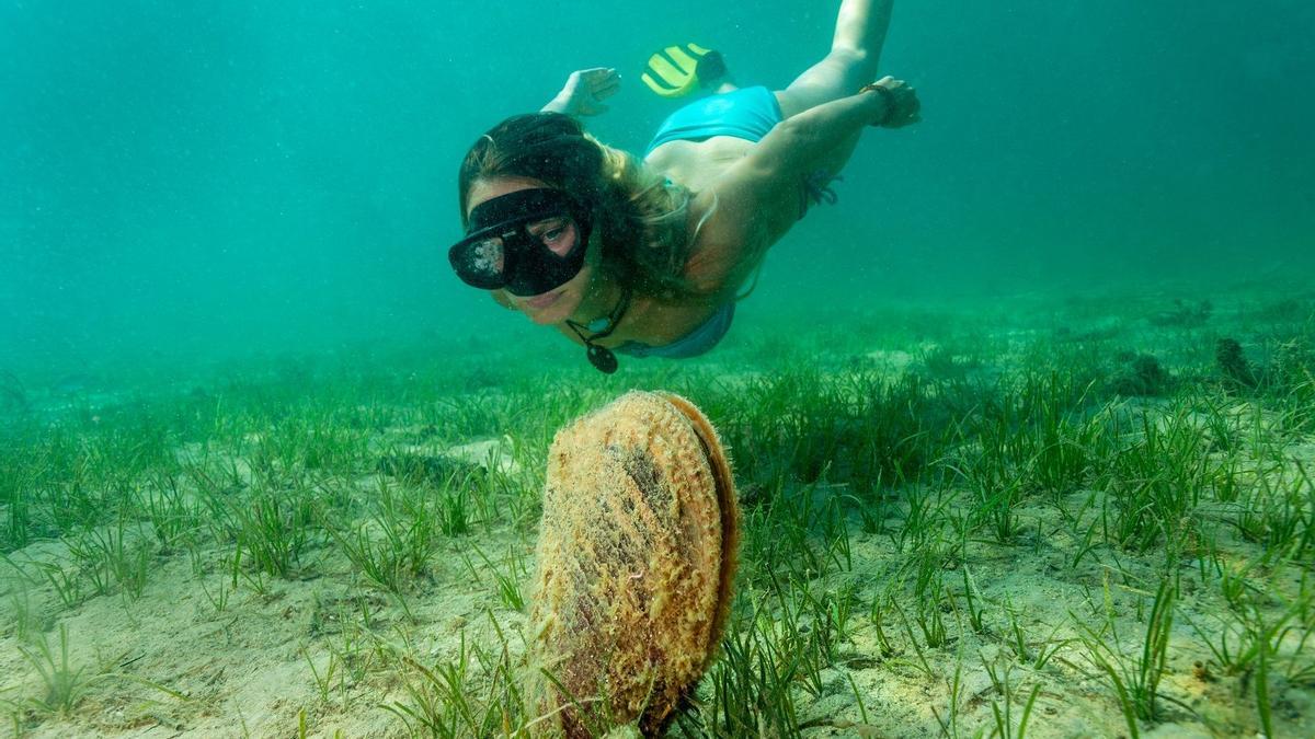 Así se extingue la nacra, el mejillón gigante del Mediterráneo