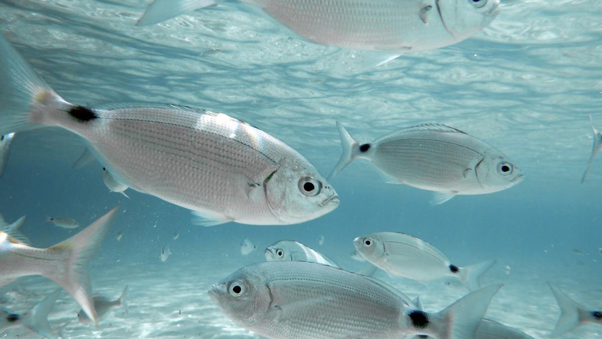 ‘Piranyes’ a la platja de Benidorm: aquests són els peixos que ataquen els banyistes