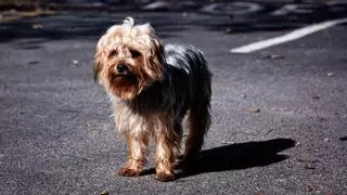 Cambiar de casa es una de las principales razones de abandono de mascotas: cómo organizar una mudanza con un perro o un gato