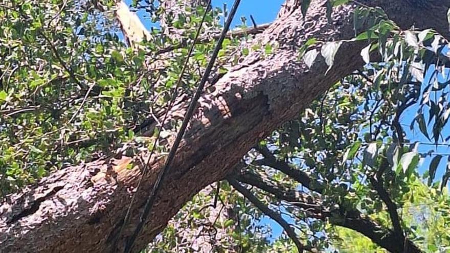 Un arbre cau sobre cablejat elèctric a Callús i els fils queden penjant
