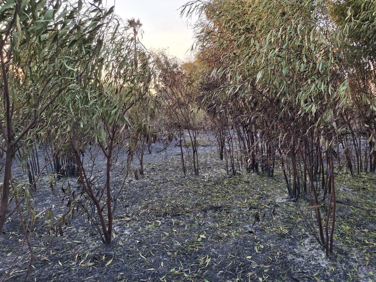 Un tramo de duna calcinado y escombros, abandono y cenizas: el estrago del incendio de Dénia junto a la playa del Raset