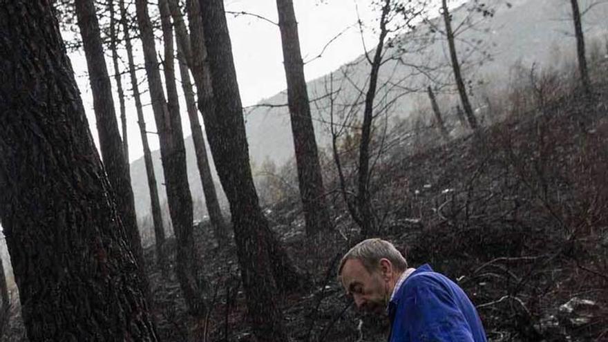 Un vecino de la zona de San Salvador de Valledor revisa una zona de pinar afectada por las llamas hace ahora un año.