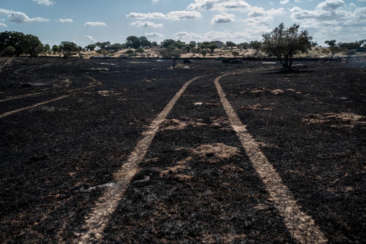 Galería | Las Viñas de Arroyo de la Luz, el día después del incendio Galería | Las Viñas de Arroyo de la Luz, el día después del incendio