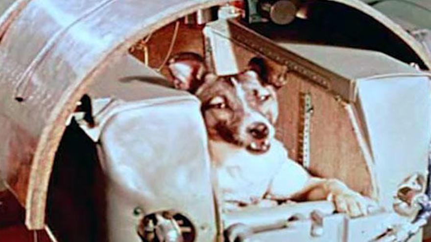 59 años del viaje de la perrita Laika al espacio.
