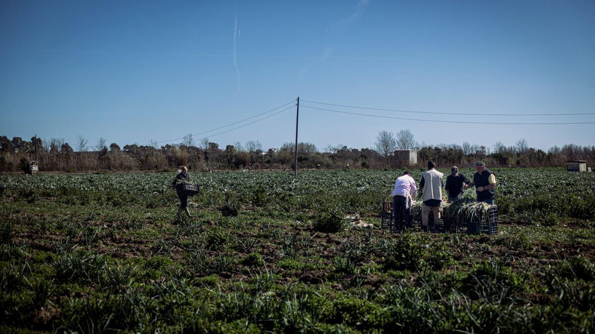 Campos agrícolas en el Baix Llobregat.