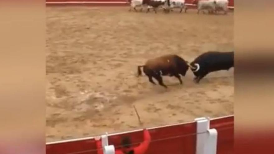 Dos toros mueren tras golpear sus cabezas en un ruedo en Navarra