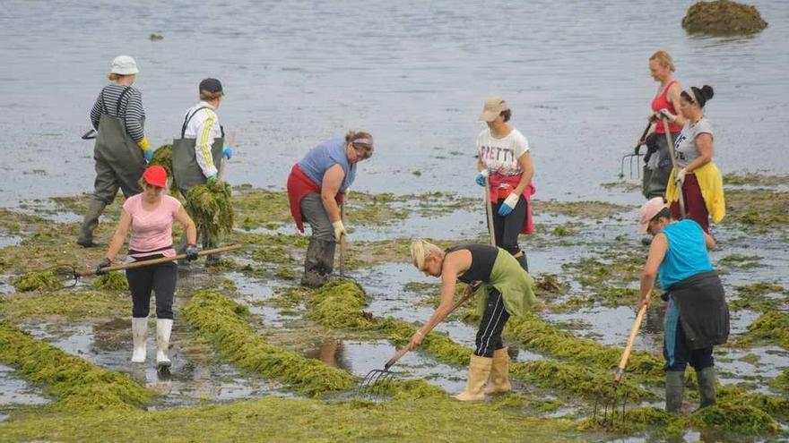 Mariscadoras limpan de algas unha praia galega.