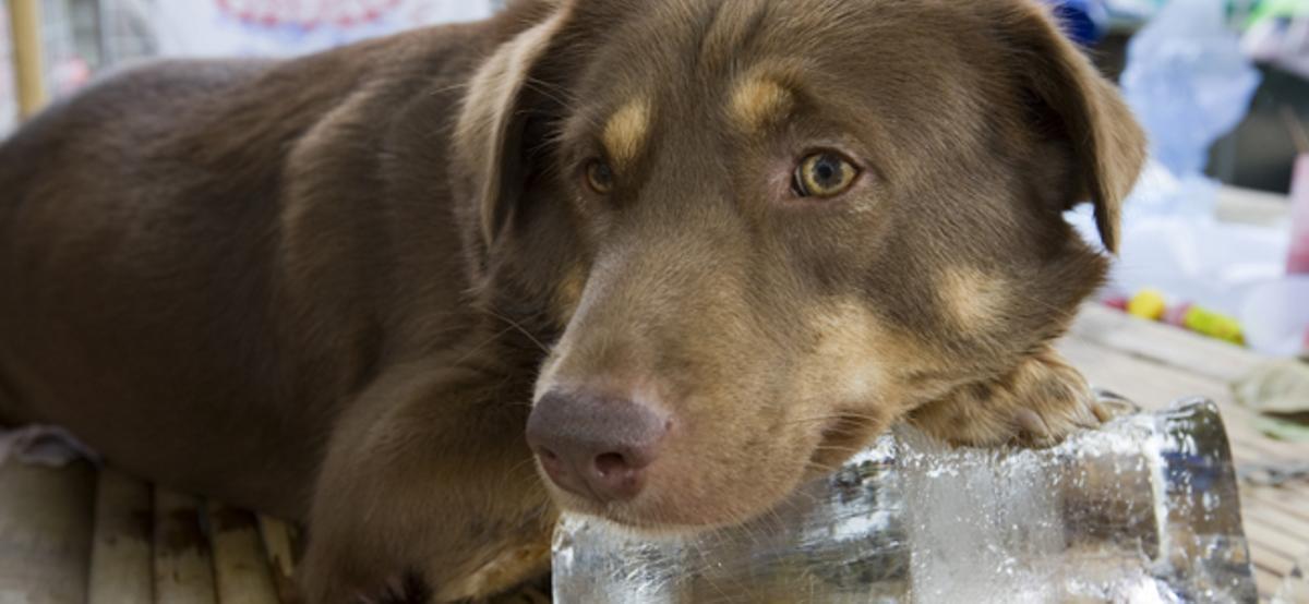 Cómo evitar que tu perro sufra un golpe de calor